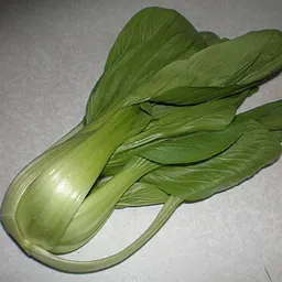 小白菜/上海青的照片
