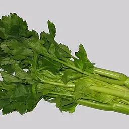 芹菜的照片