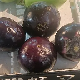 茄子的照片