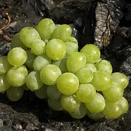 葡萄的照片