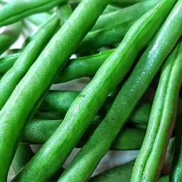 四季豆的照片