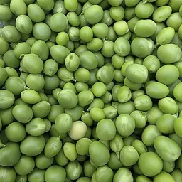 豌豆的照片