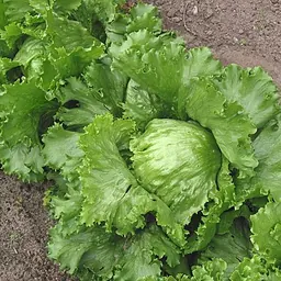 生菜的照片