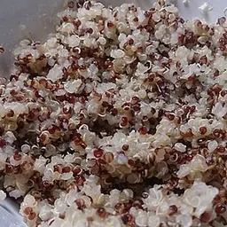 藜麦（煮熟）的照片